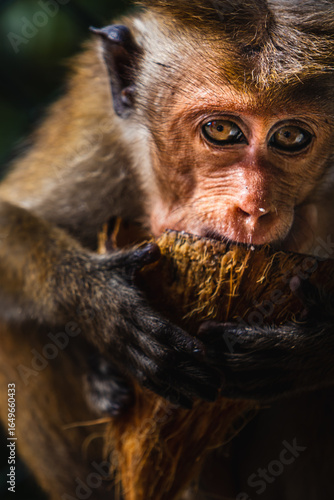 Singe mange une noix de coco