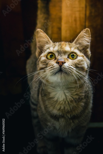 Chat portrait de face