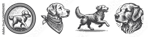 Vintage Hand-Drawn Golden Retriever Wearing Bandanna Illustration, Dog Engraved Vector for Pet and T-Shirt Design