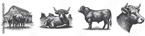 Vintage Hand-Drawn Fat Cattle on Barn Illustration, Farm Animal Engraved Vector for Rural and T-Shirt Design