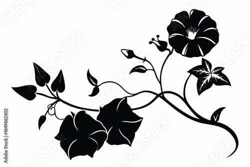 Elegant Black and White Morning Glory Vine with Flowers, Buds, and Leaves