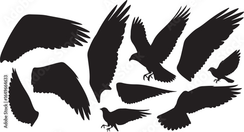 Vector art of collection of black eagle and bird silhouettes with spread wings and feathers, isolated on a white background