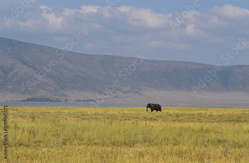 Animals in Tanzania, Africa from Safari