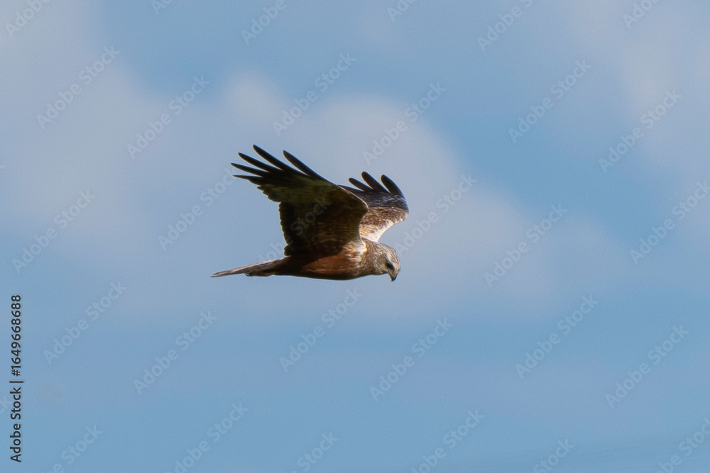 Obraz premium Busard des roseaux, Circus aeruginosus, Western Marsh Harrier