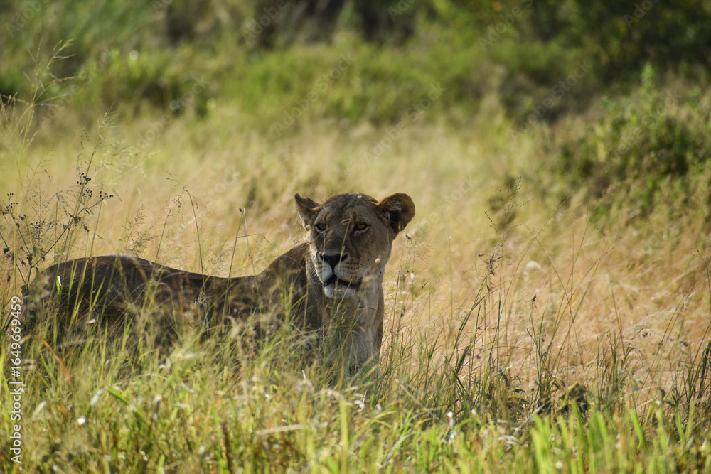 Naklejka premium Animals in Tanzania, Africa from Safari