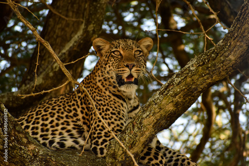 Animals in Tanzania, Africa from Safari