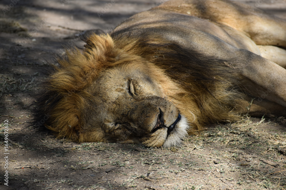 Naklejka premium Animals in Tanzania, Africa from Safari