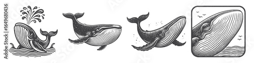 Vintage Hand-Drawn Whale Jumping Illustration, Marine Animal Engraved Vector for Ocean and T-Shirt Design