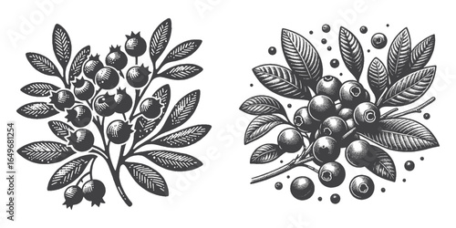 Vintage Hand-Drawn Blueberry Illustration, Botanical Fruit Engraved Vector for Garden and T-Shirt Design
