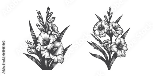 Vintage Hand-Drawn Gladiolus Illustration, Botanical Plant Engraved Vector for Garden and T-Shirt Design
