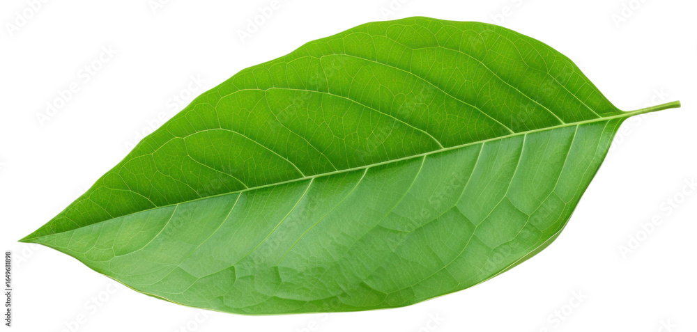 Obraz premium PNG Green leaf plant white background freshness.