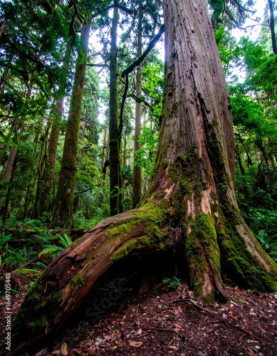 Lush forest with ancient tree