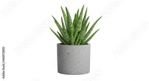 Photos Isolated Aloe Vera Plant in Pot