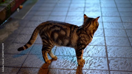 Striped Tabby Cat Standing on Wet Tiled Sidewalk in Urban Setting at Night