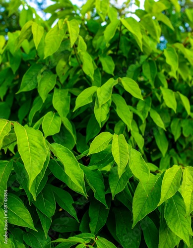 Wallpaper Mural Lush green leaves close-up (1) Torontodigital.ca