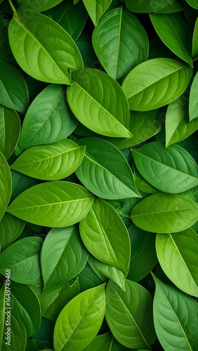 Lush green leaves close-up (2)
