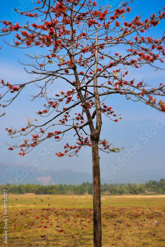 Red cotton tree bloom with lots of flower