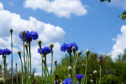  Blue cornflowers bloom under a blue sky