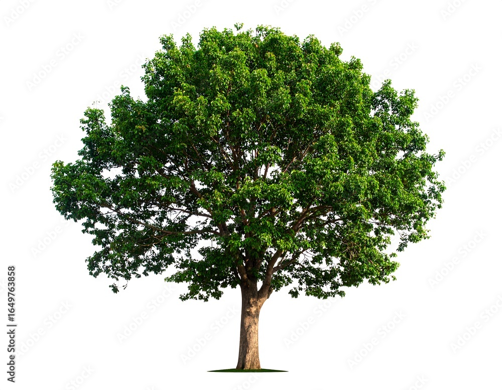 Obraz premium Lush green tree against white background (1)