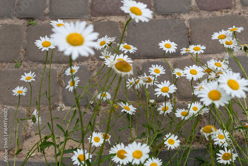 Chamomile on the asphalt.