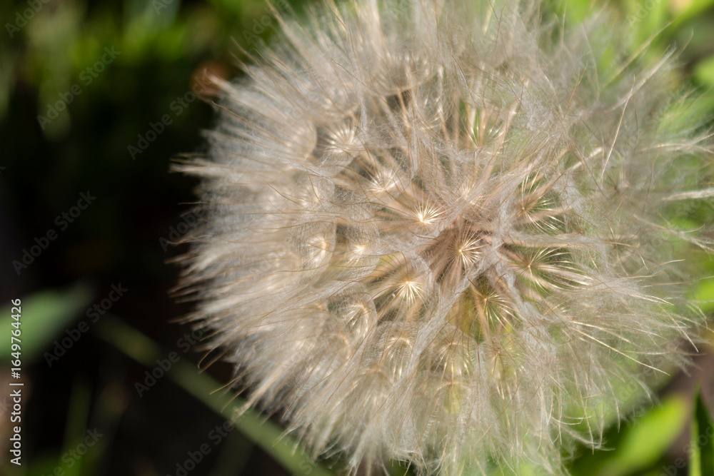 Fototapeta premium dandelion seed head