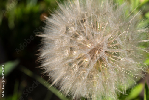 dandelion seed head