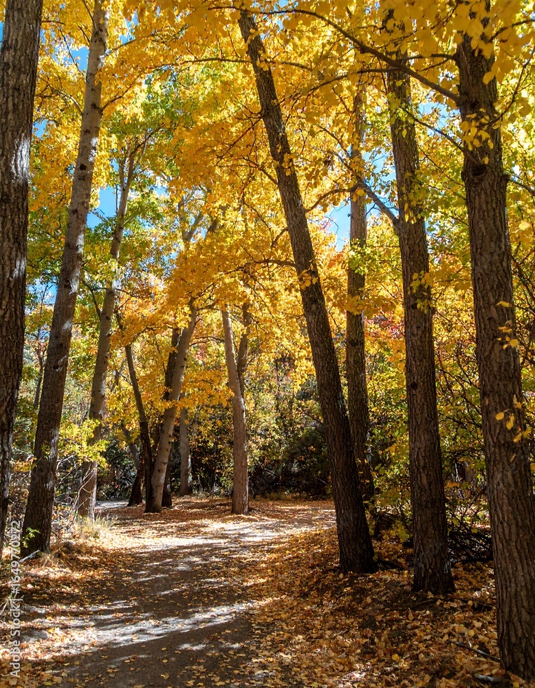 Fototapeta premium Autumn path through golden trees