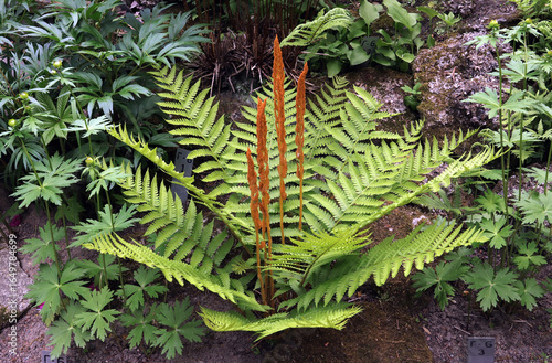 Osmundastrum asiaticum fern grows in a bed