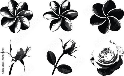 Black and white flower illustrations, plumeria and rose stages, botanical art, floral sketch, vintage style, nature drawing, elegant decor