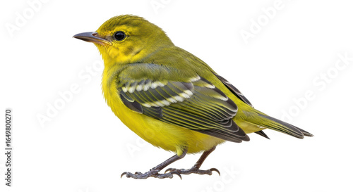 Fotografía Isolated Yellow Warbler Bird