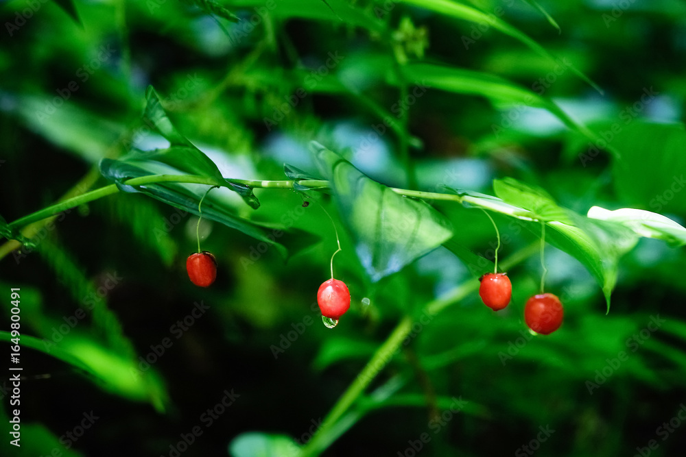 Obraz premium Close-up of vivid red berries hanging from green stems, one with a dew drop, set against a lush blurred background, perfect for nature and botanical themes.