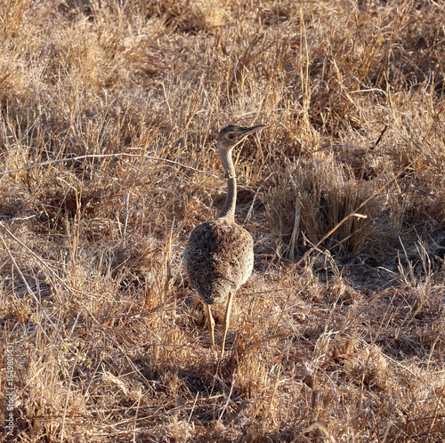 Crested bustard (Lophotis gindiana)
