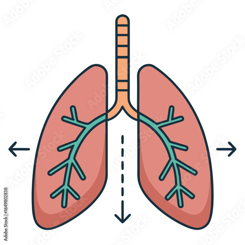 Diagram of human lungs with airways and branching structure  