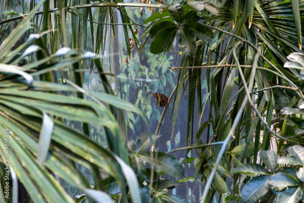 Naklejka premium Butterfly flying through dense tropical foliage at rainforest dome, California Academy of Sciences, San Francisco, CA
