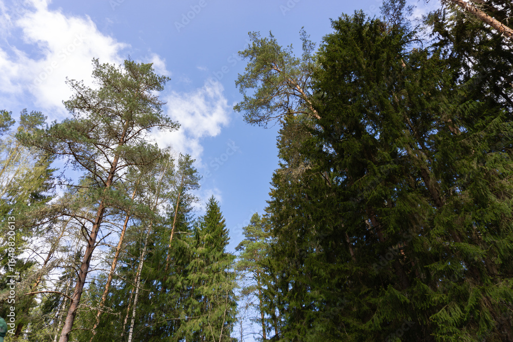 Fototapeta premium Peaceful forest clearing with a wooden bench and sandstone cliff, bathed in sunlight and surrounded by towering pine trees