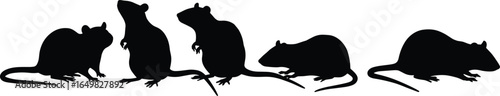Rat silhouettes, rodent poses, black vector, animal posture, wildlife, pest, small mammal, behavior study, outline, flat illustration, CAD drawing, set collection
