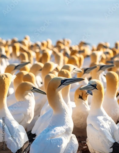 Large group of seabirds