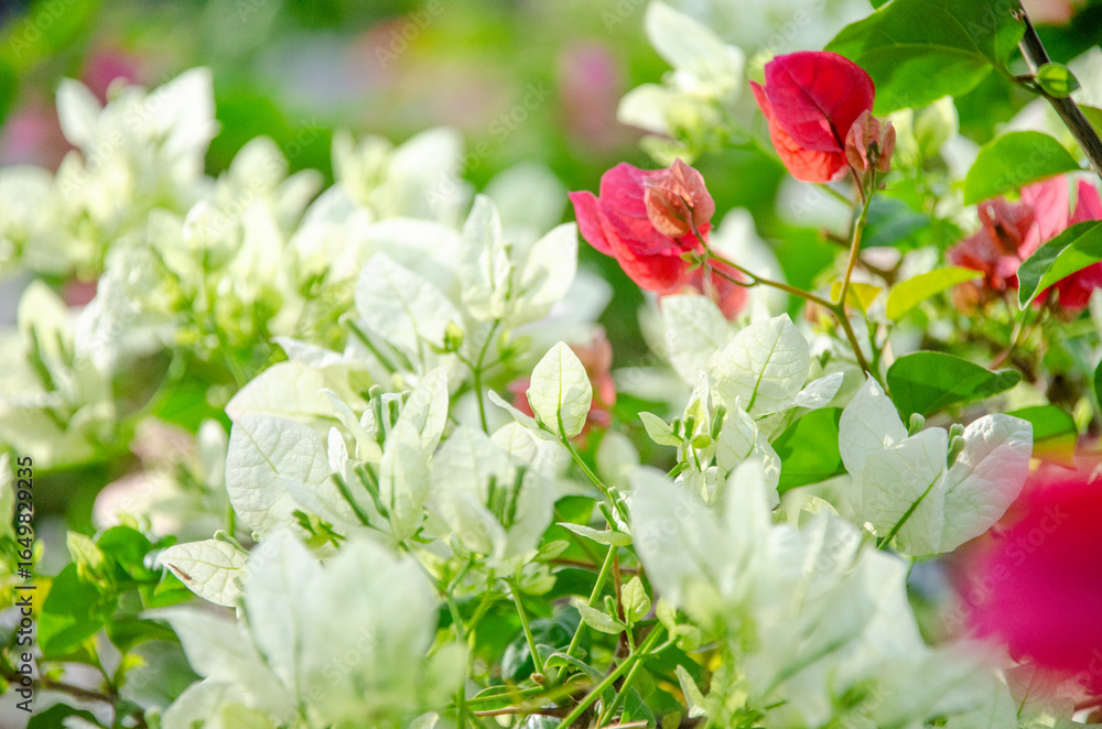 A bougainvillea blossoms are a sight to behold. The vibrant white and pink flowers create a stunning display of color and texture A bougainvillea blossoms are a sight to behold. The vibrant white and pink flowers create a stunning display of color and texture