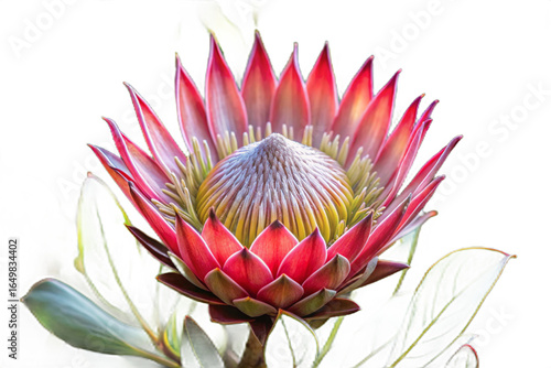 King protea flower isolated on transparent background