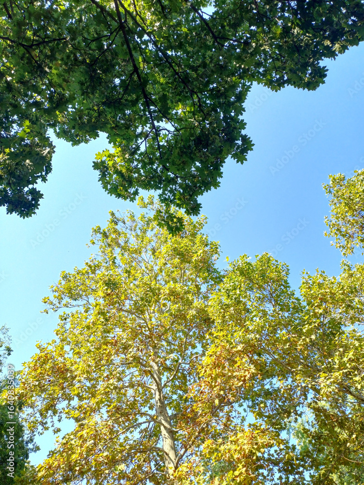 Obraz premium Green Canopy Under the Sky 