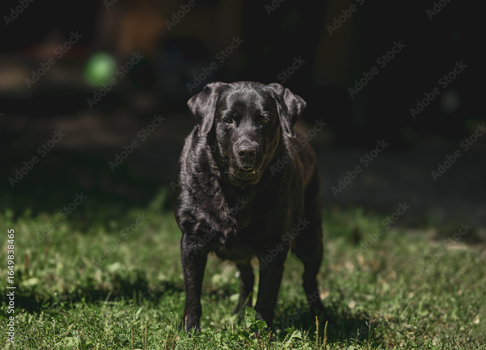 Fototapeta premium Black labrador standing on grass in sunlit garden