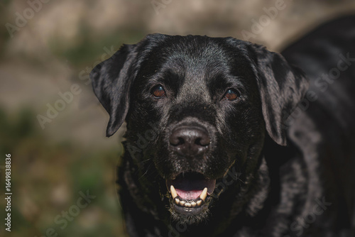 Wallpaper Mural Close-up of black labrador retriever outdoors in sunlight Torontodigital.ca