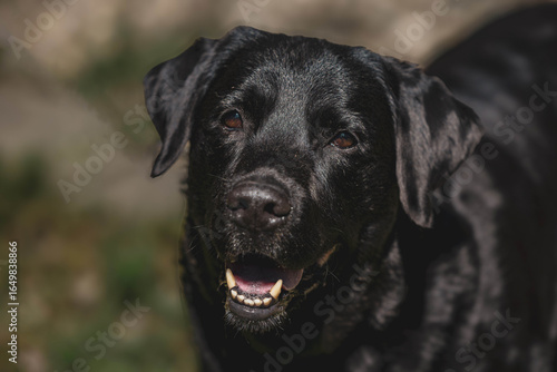 Wallpaper Mural Smiling black labrador retriever in sunlit garden Torontodigital.ca