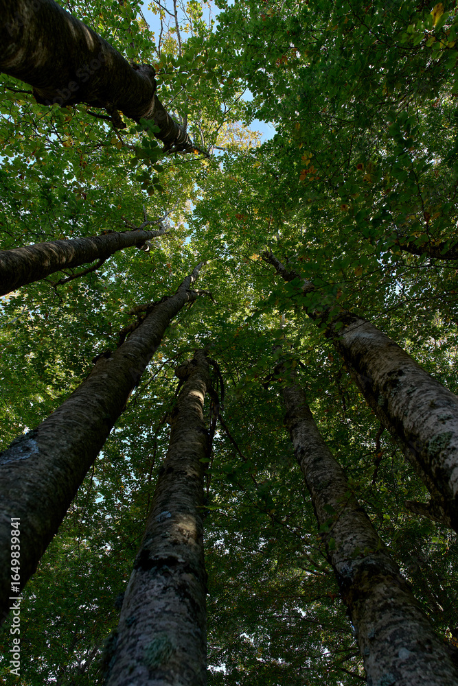 Fototapeta premium Tall trees reaching for the sky.