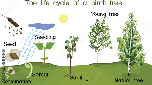 Life cycle of birch tree (Betula pendula). Growth stages from seed and sprout to old tree with green crown isolated on white background	