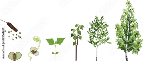 Life cycle of birch tree (Betula pendula). Growth stages from seed and sprout to old tree with green crown isolated on white background