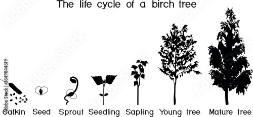 Black silhouette of life cycle of birch tree (Betula pendula). Growth stages from seed and sprout to old tree isolated on white background	