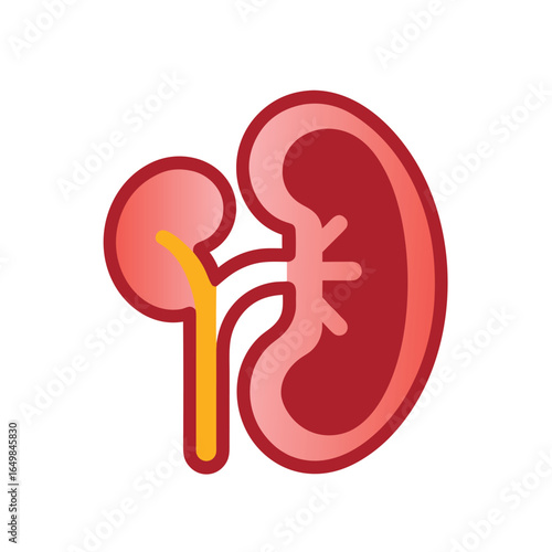 "Vector Kidney Icon – Simplified Red and Pink Human Kidney with Yellow Renal Pelvis and Ureter – Flat Design Representing Kidney Health, Filtration, and Medical Anatomy – Ideal for Health Apps, Wellne