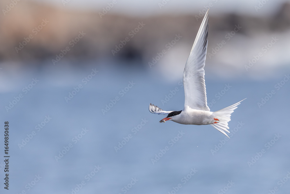 Fototapeta premium Common Tern