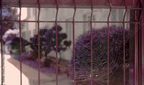 Fotografie The view the eyes of spider